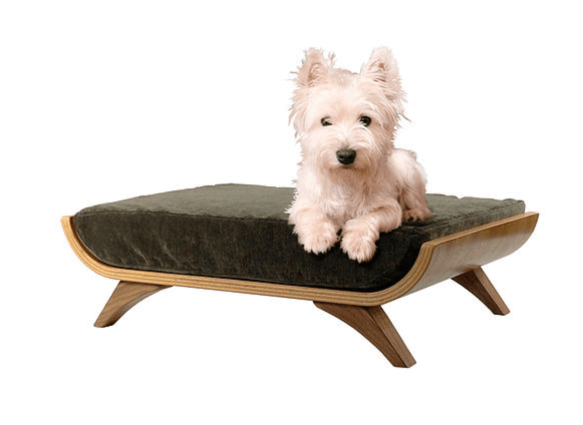 Chic pet accessories that won't junk up your apartment