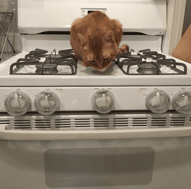 What I learned from the time my cat turned on my stove (seriously)