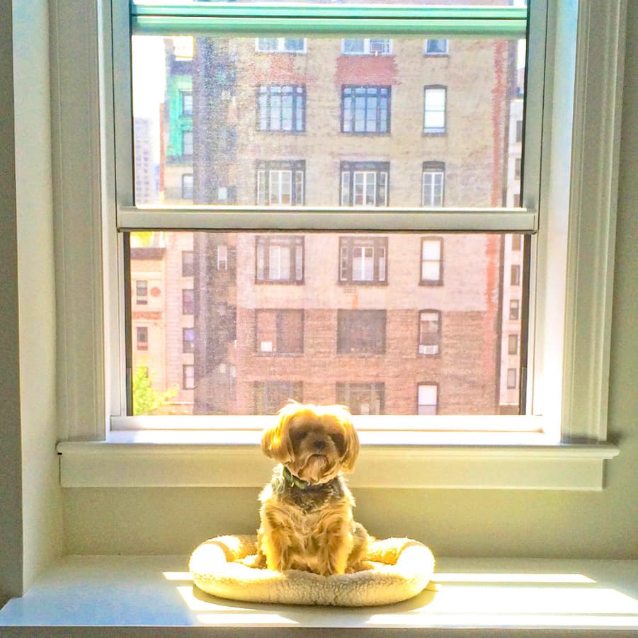 Pets in the City: Prepare to be overwhelmed by NYC's cutest (furry) residents
