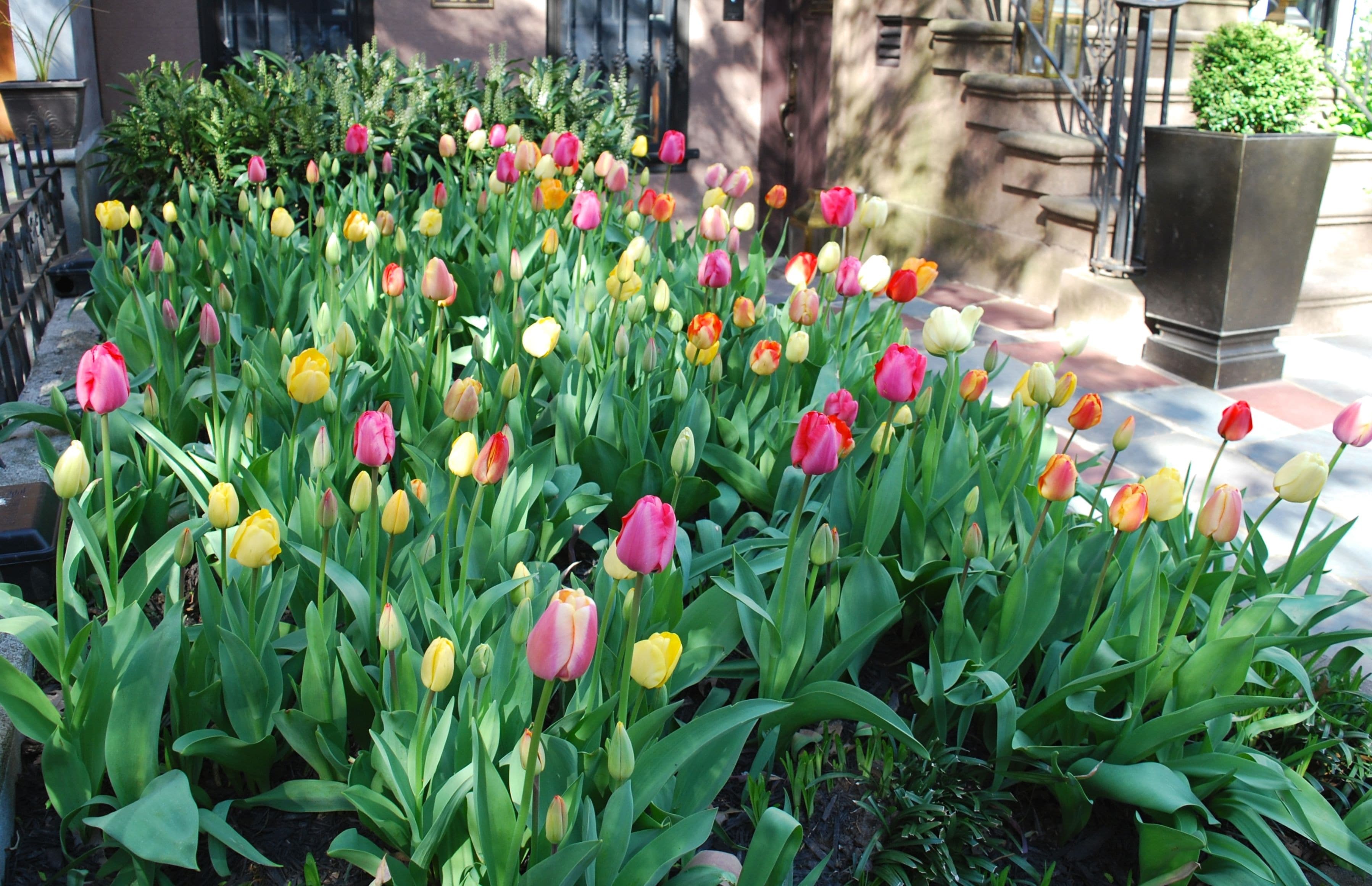 My Brooklyn garden brings me tons of joy, especially now