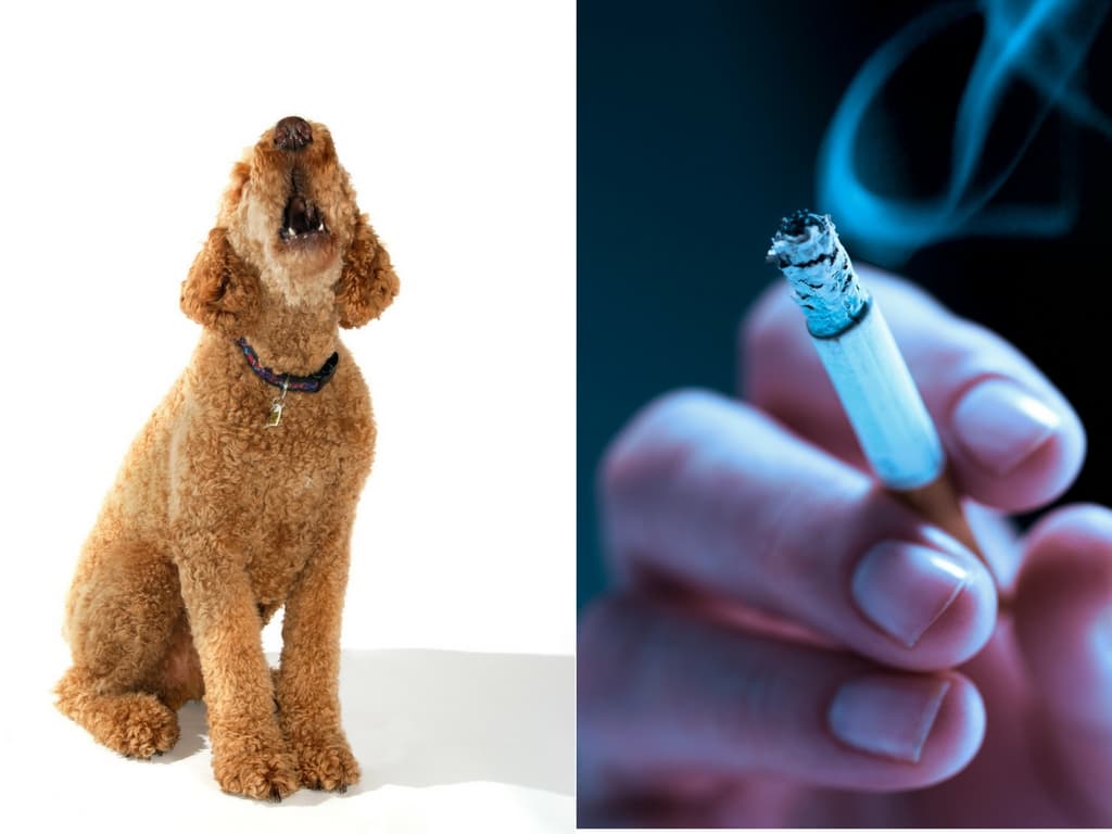 When it comes to neighbor nuisances, what's worse: barking dogs or chain smokers?