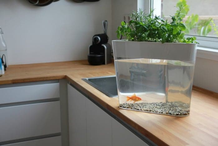 A fishtank that doubles as an herb garden? Meet the windowsill-friendly EcoFarm