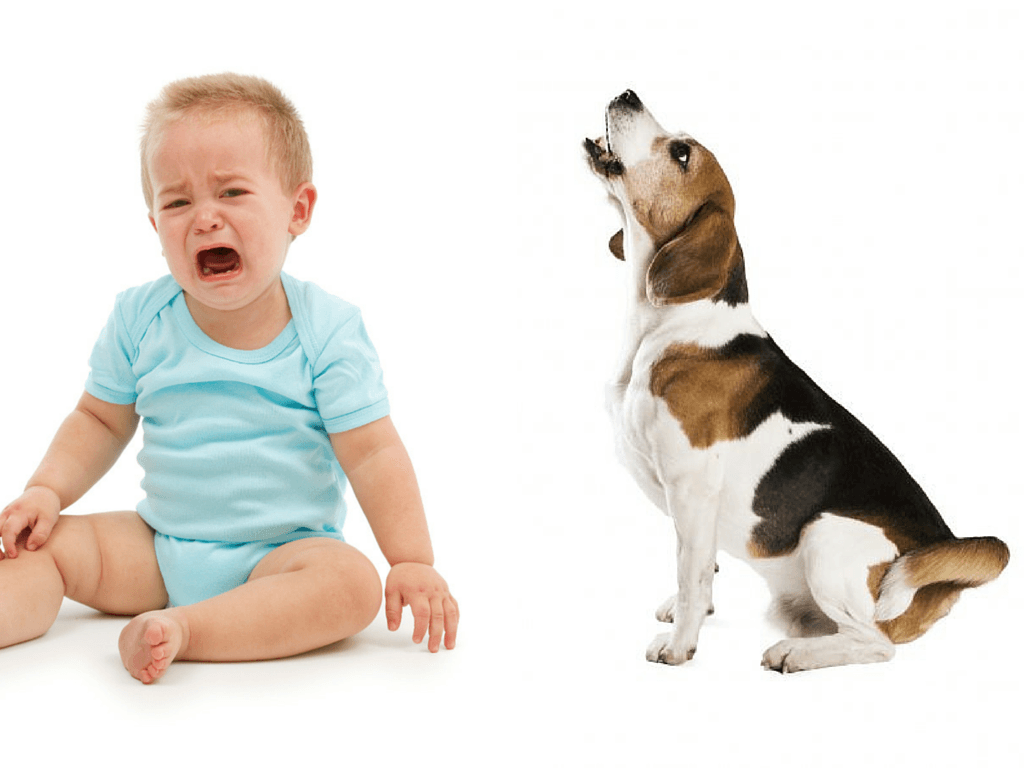 Which apartment-living woe is worse: crying baby or yappy dog?