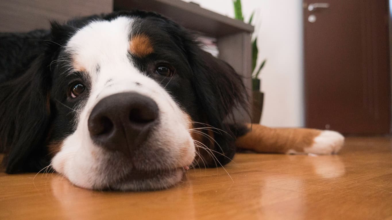 Looking for a NYC rental that allows large dogs? It just got easier