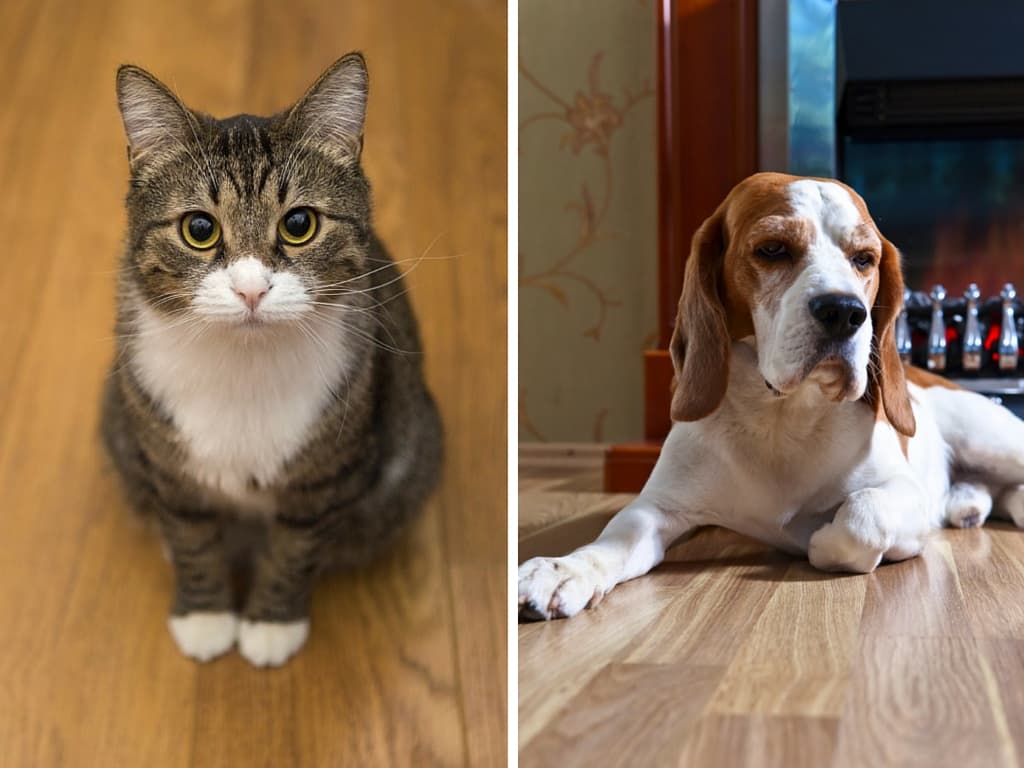 New Yorkers answer that age-old question: Cat or dog?