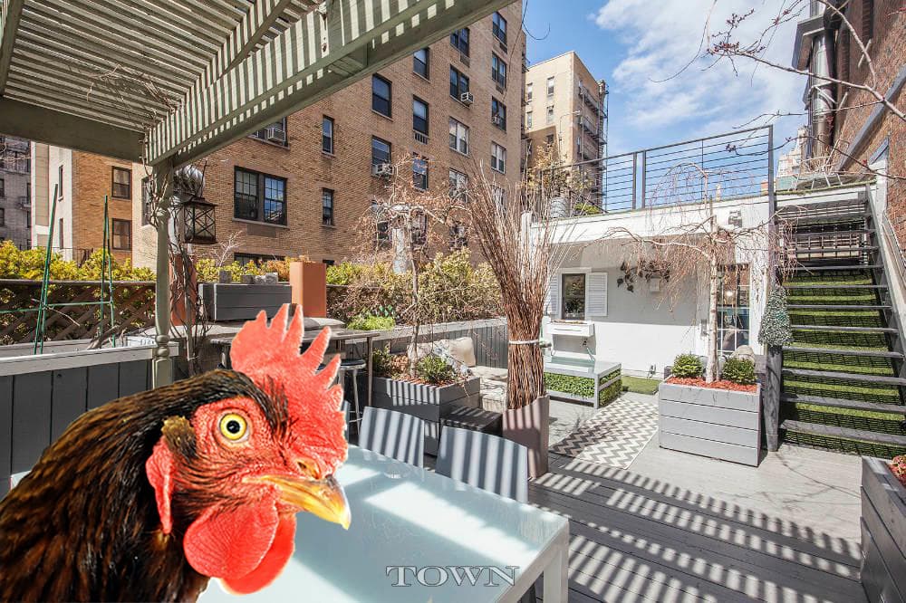 New York's hottest new amenity is chickens