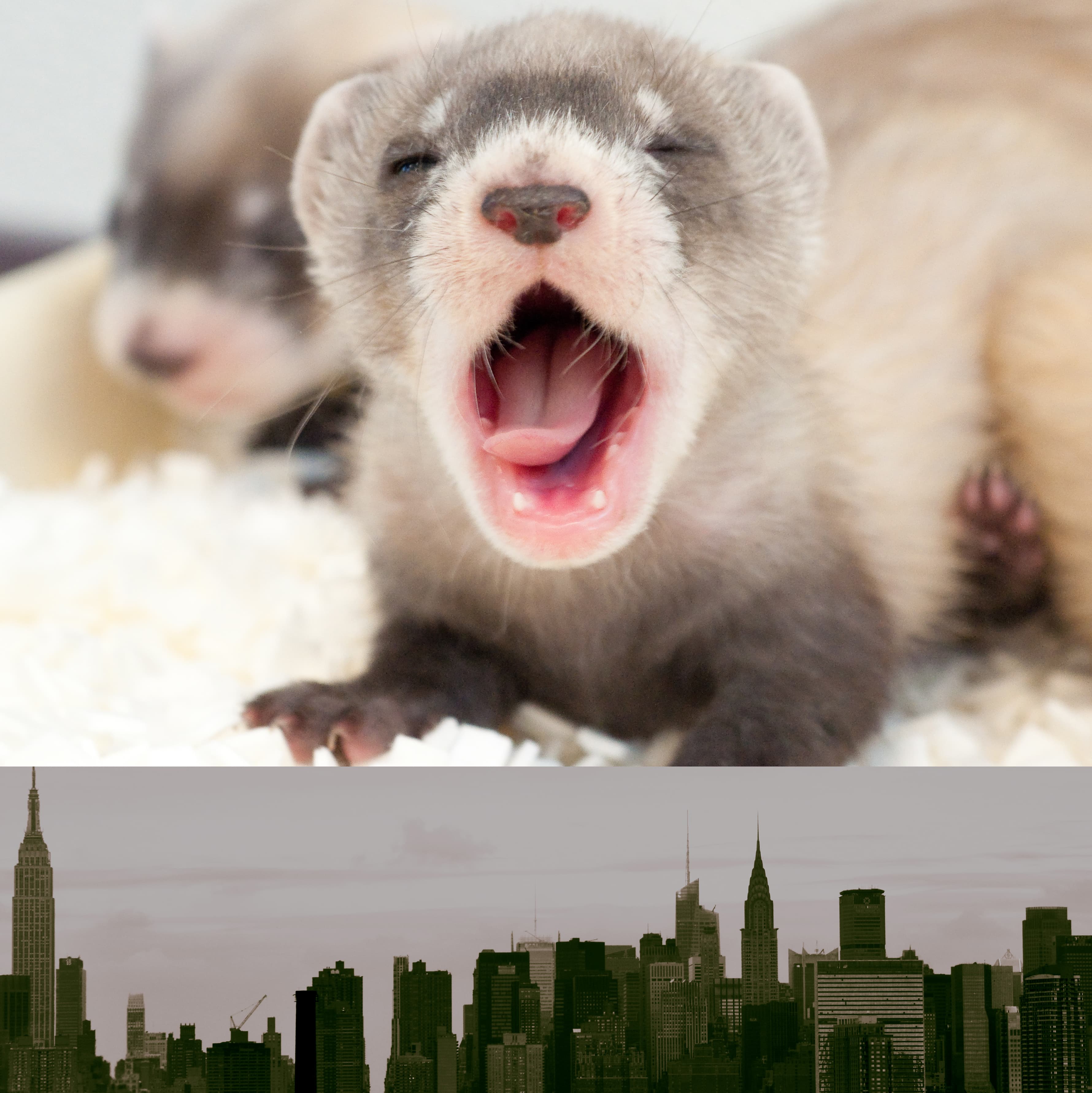 Ferret watch: Will removing the ban make things worse for potential pet owners?