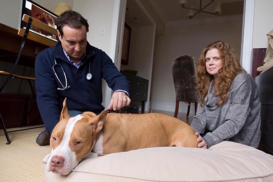 Mani-pedis, pet acupuncture, and more surprising services you can get in your NYC apartment 