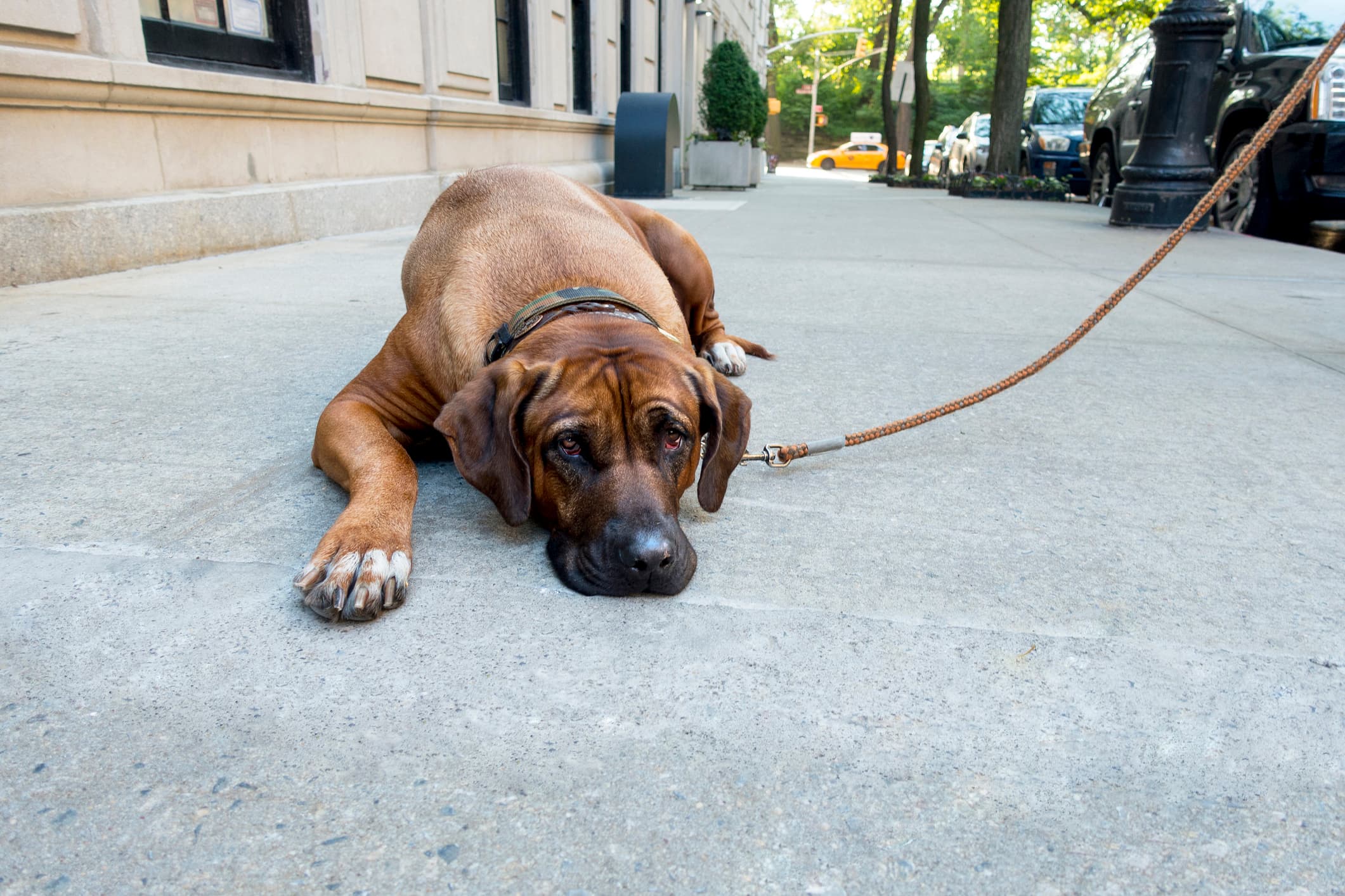 Lazy stubborn English Mastiff pet lies down on New York City side walk and the dog won't get up to do his daily walk city yellow cab in the background stock photo