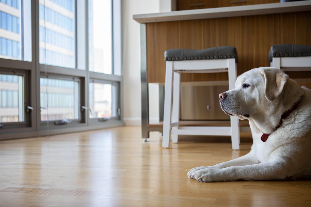 Are pet-friendly apartments more expensive in NYC?