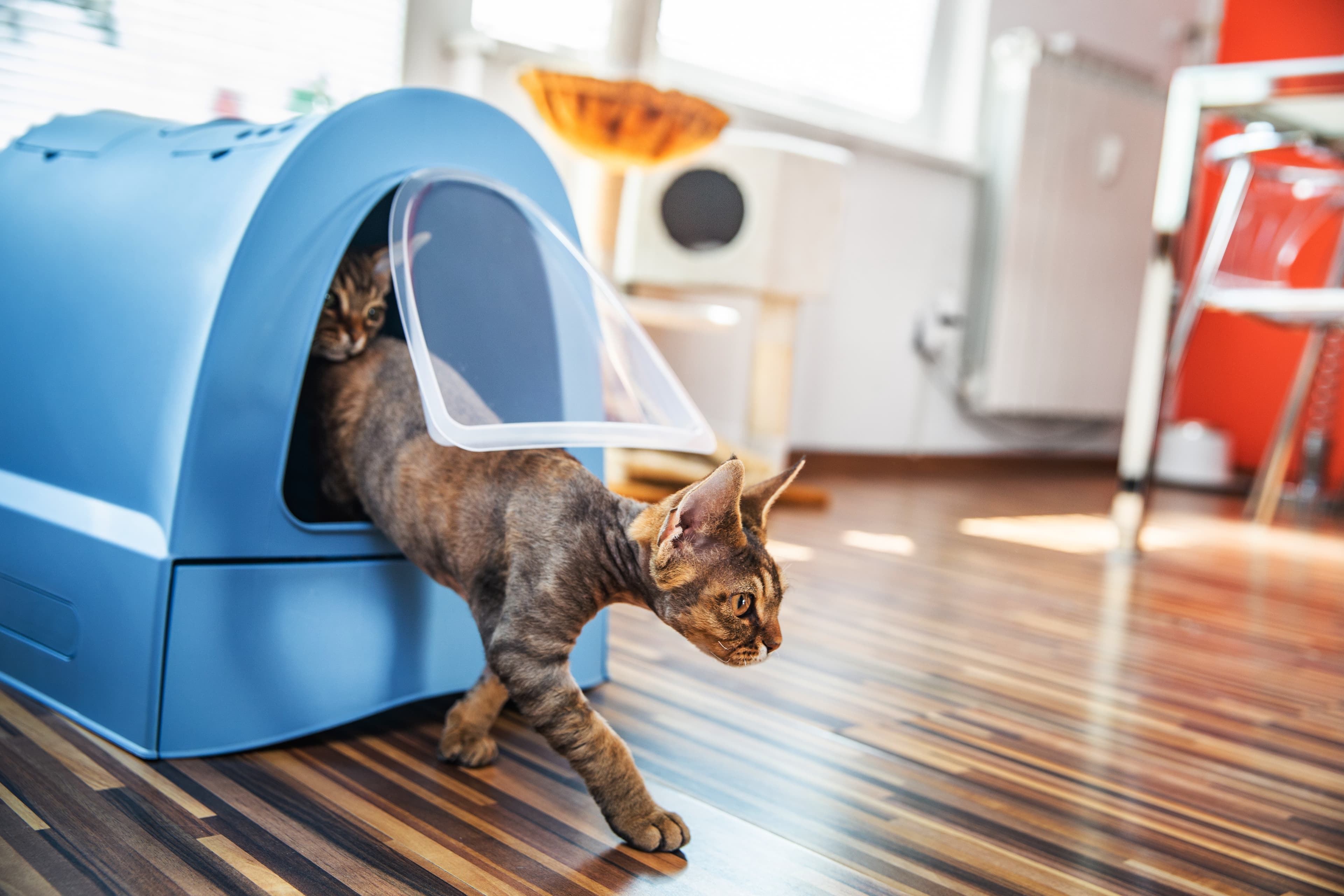 8 stylish products to hide your cat's litter box in a NYC apartment