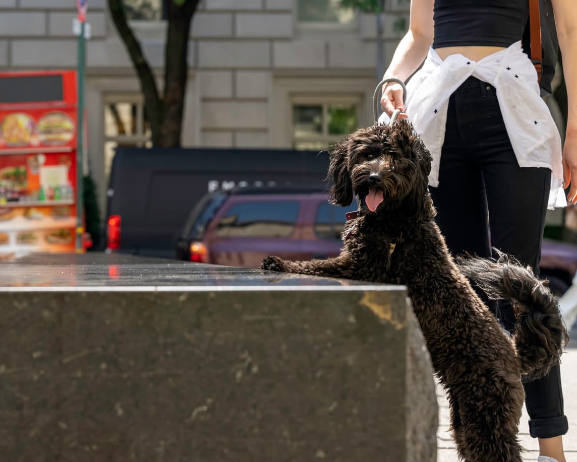 A one year old Aussiedoodle enjoys time out on the upper east side of New York City with her owner on a sunny June morning.