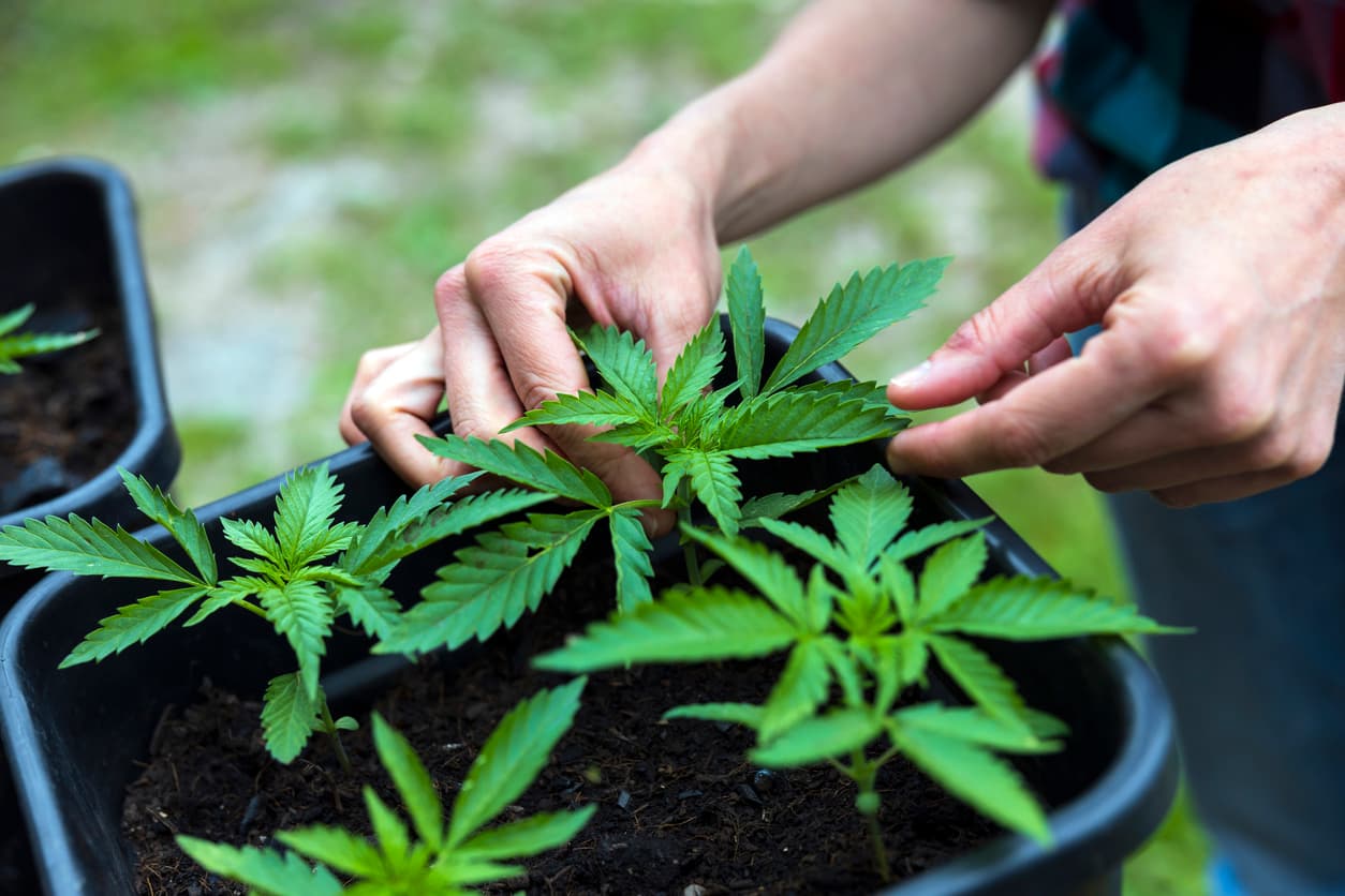 Woman Hands Taking Care of Growing Young Marijuana Plants in A Pot 