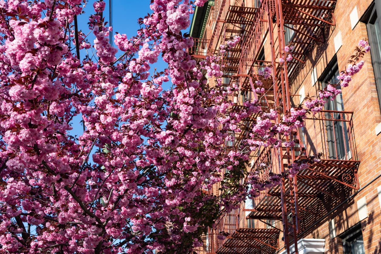 A beautiful pink flowering cherry tree next to an old brick residential building with a fire escape in Astoria Queens New York during spring