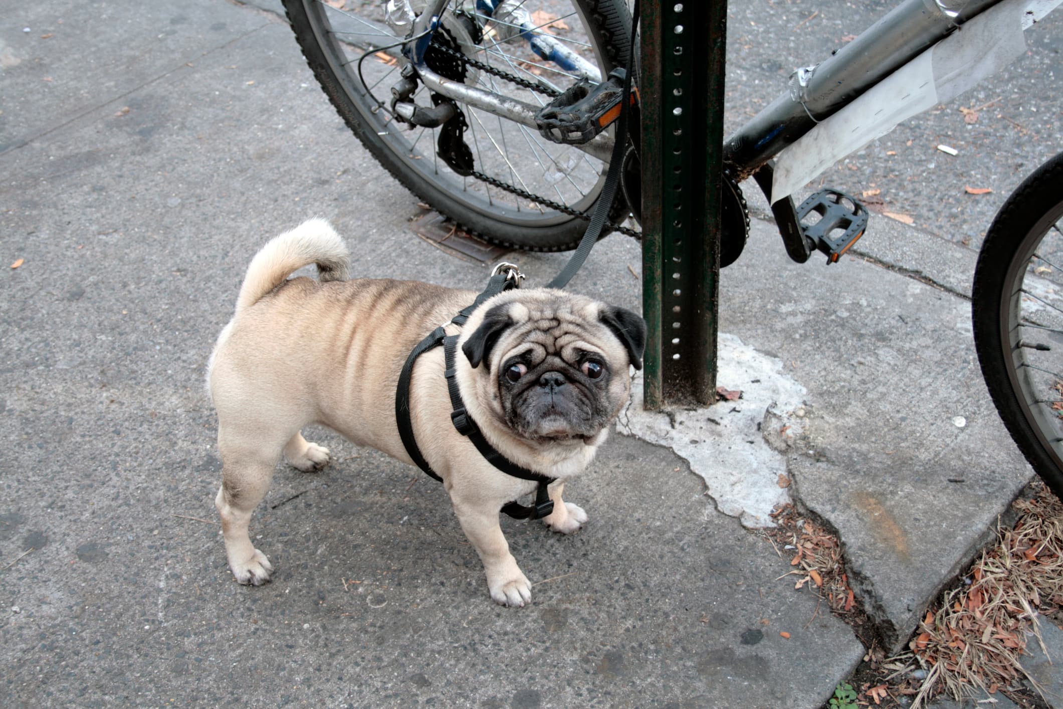 13 must-have NYC dog accessories that are for you as much as your pooch