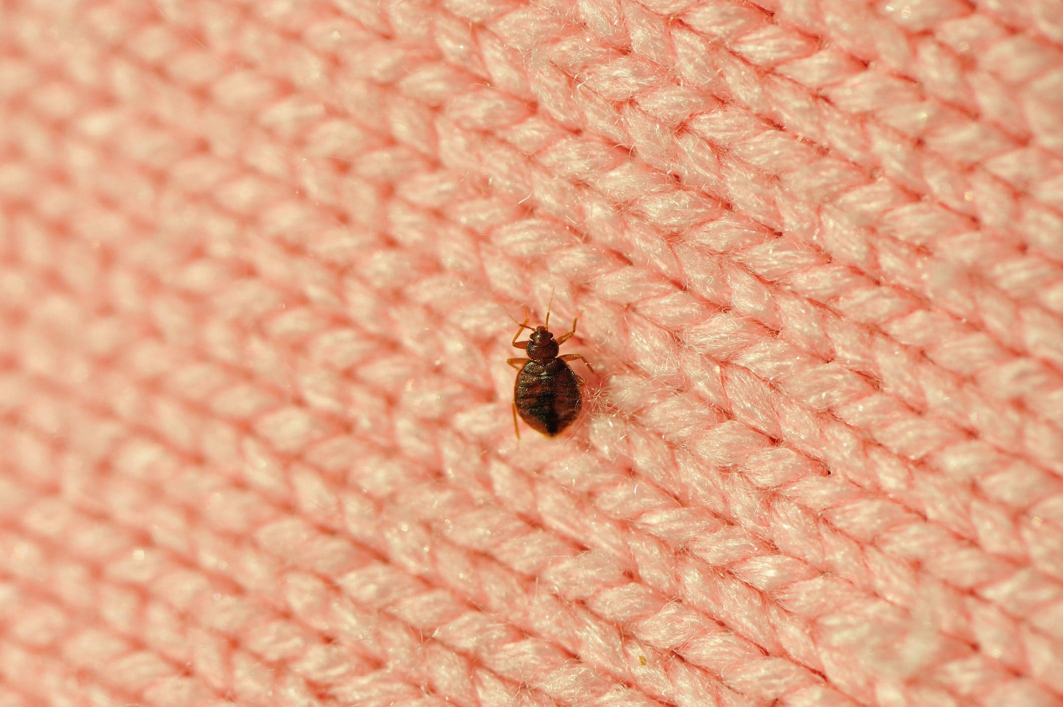 My landlord didn't tell me my building recently had bed bugs. What can I do?