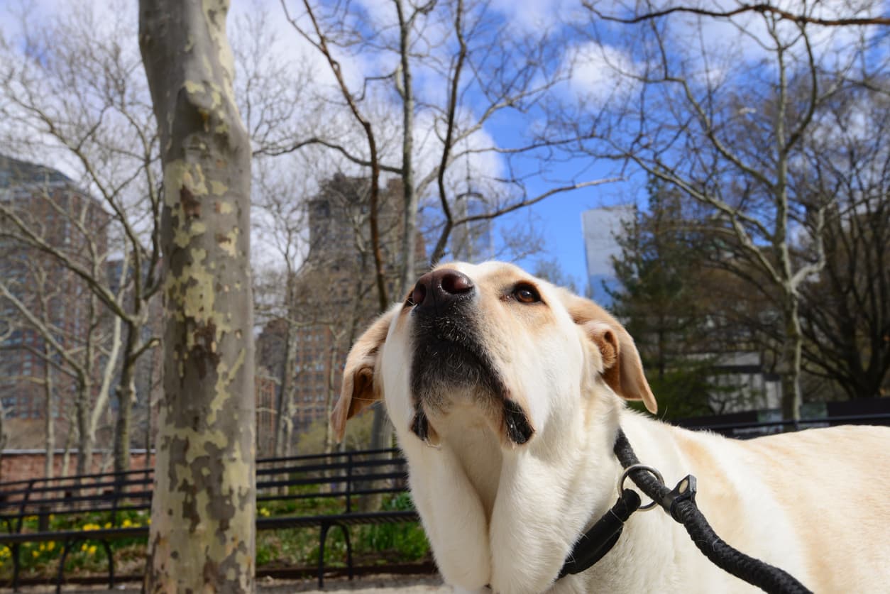 What does "reasonable accommodation" for pet requests mean in co-ops and condos?