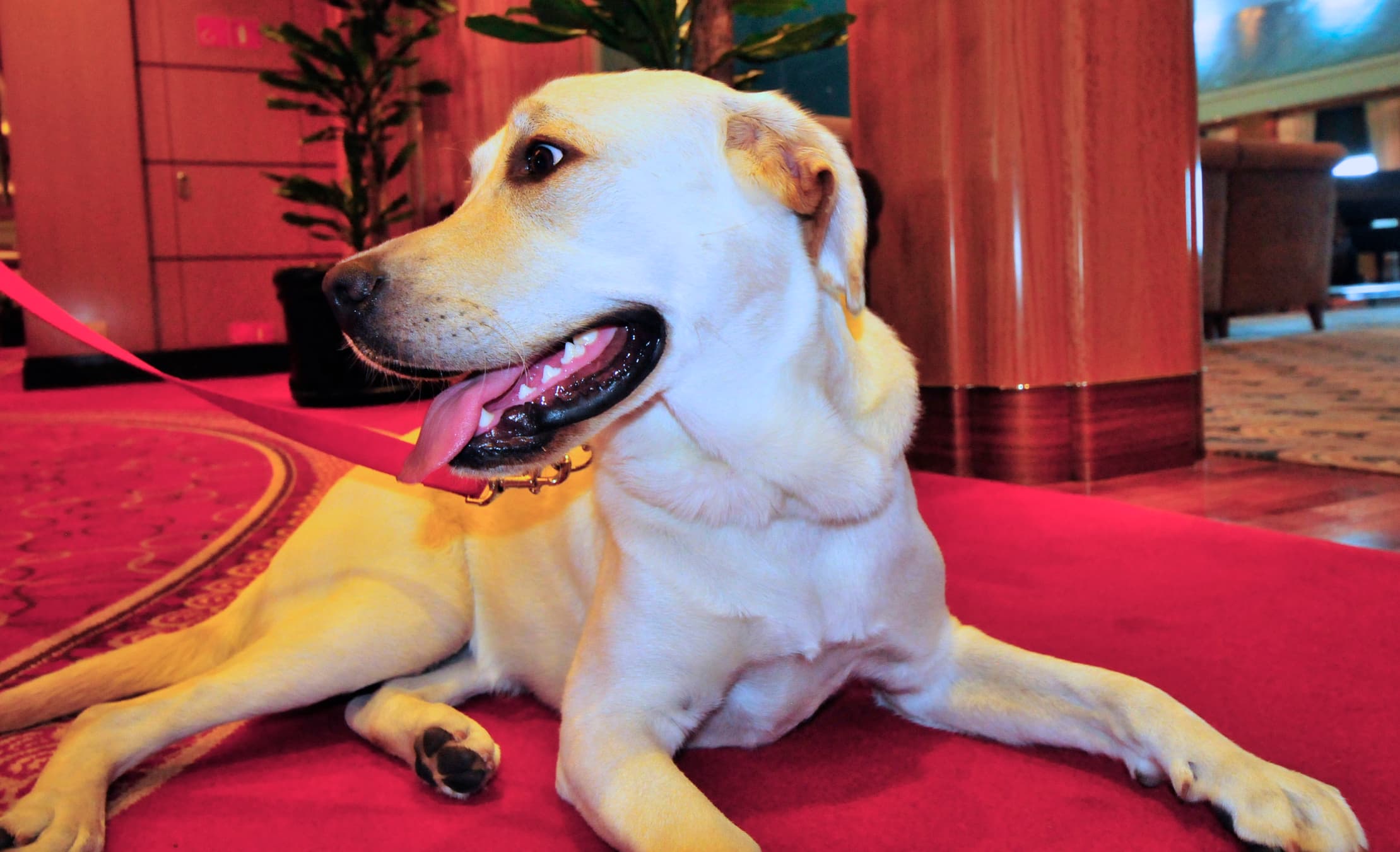 Pets or not, New Yorkers love a pet-friendly building