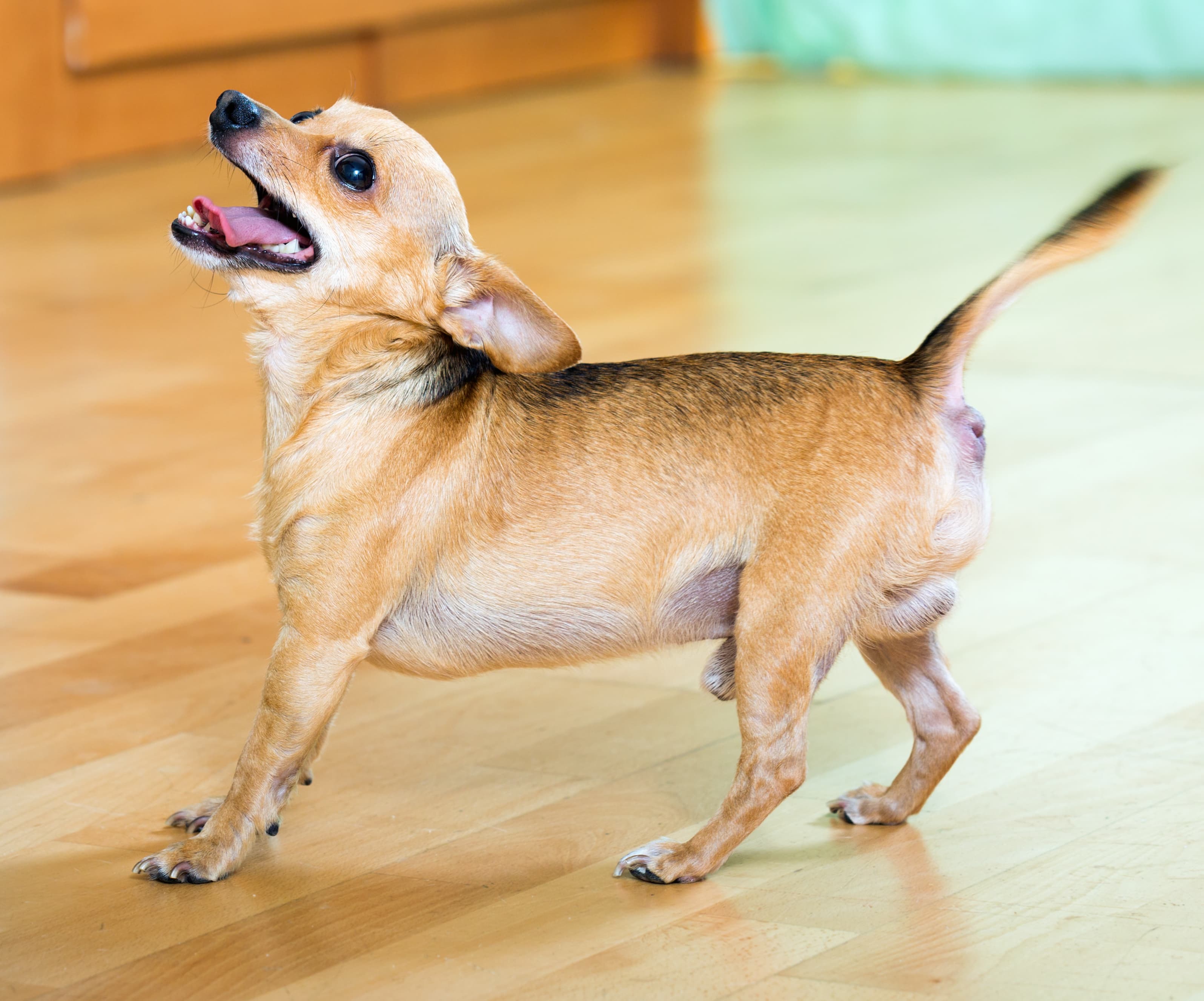 Can my barking dog get me evicted?