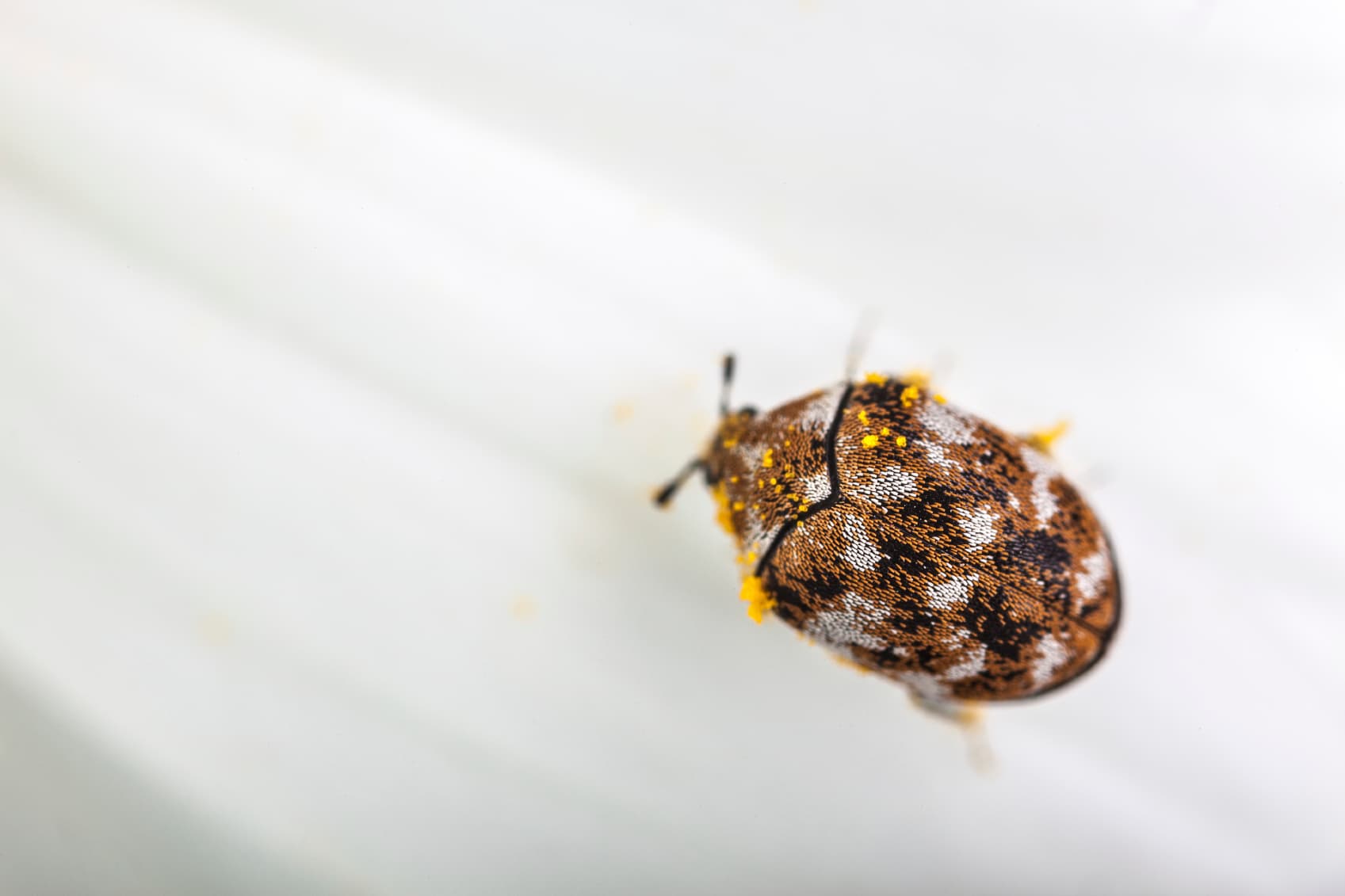 Don't panic yet: How to tell a bed bug from another (less feared) bug