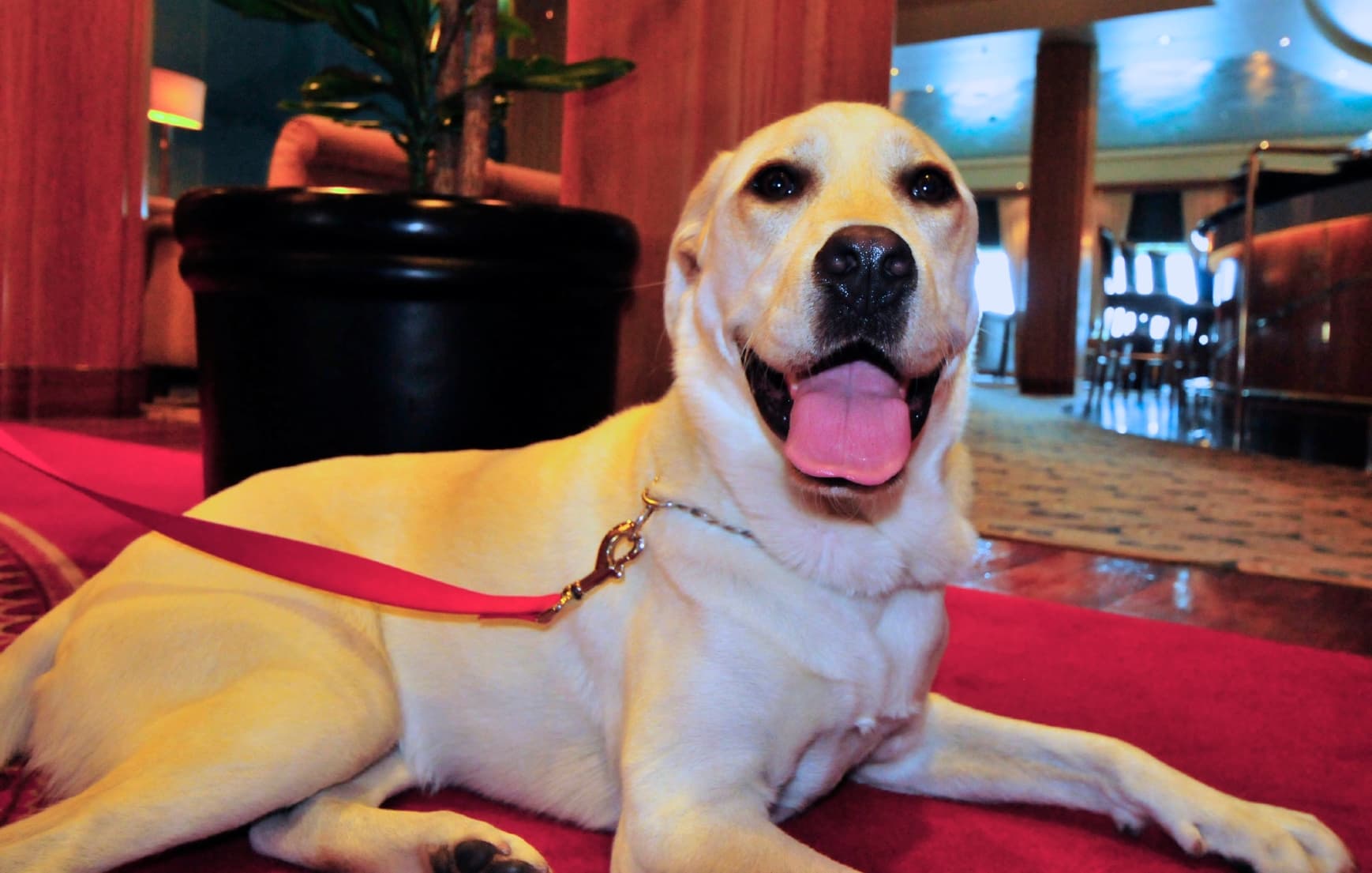 Avoid these 'faux-paws' when living with a dog in New York City