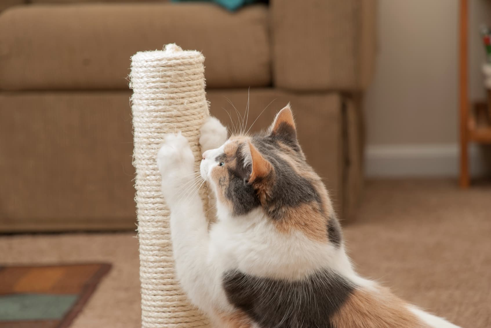 Here's how to keep your cat from destroying your home