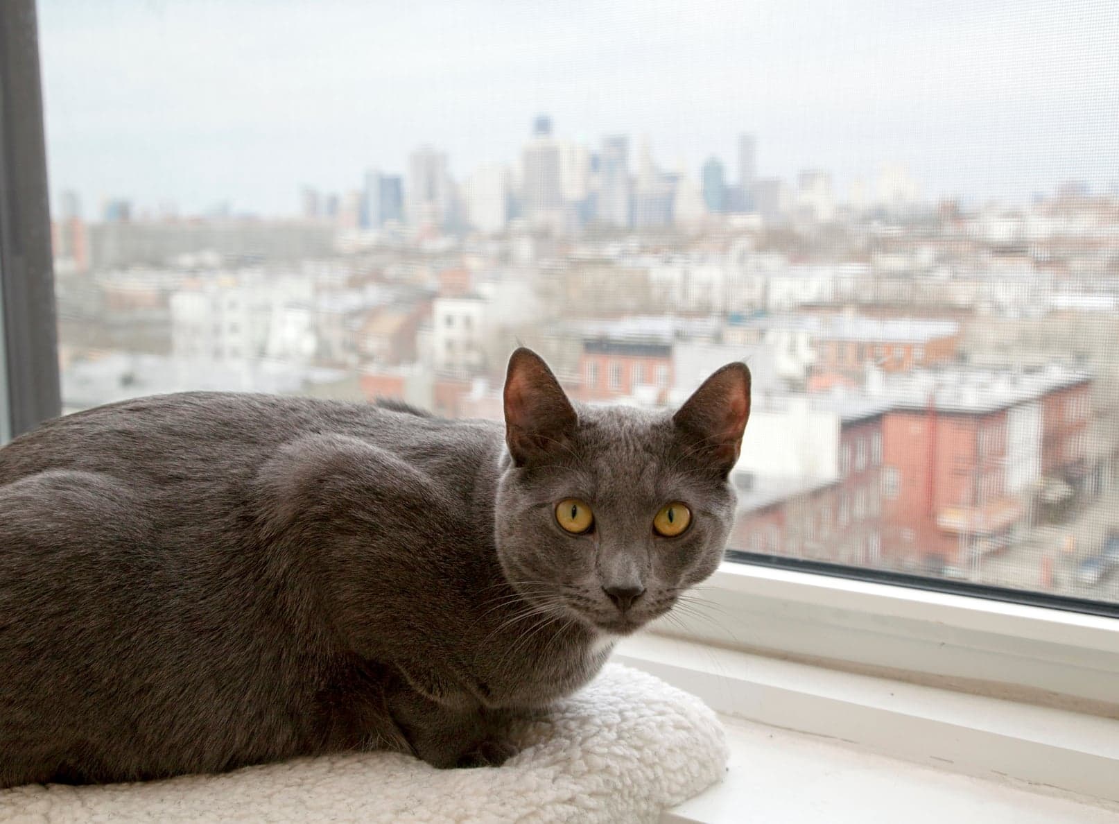 4 key questions to ask before you live with a pet in NYC