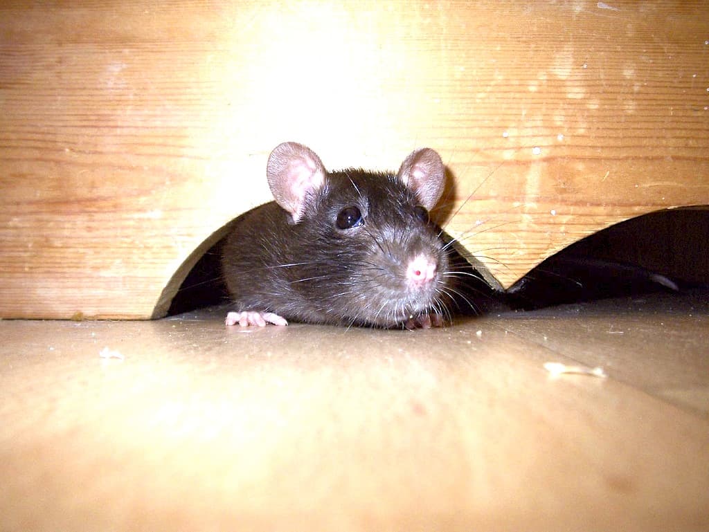 Expert advice on keeping wildlife on the street where it belongs