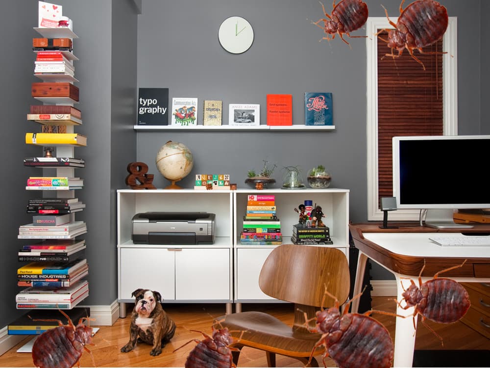 The One That Got Away: The bed bugs did it