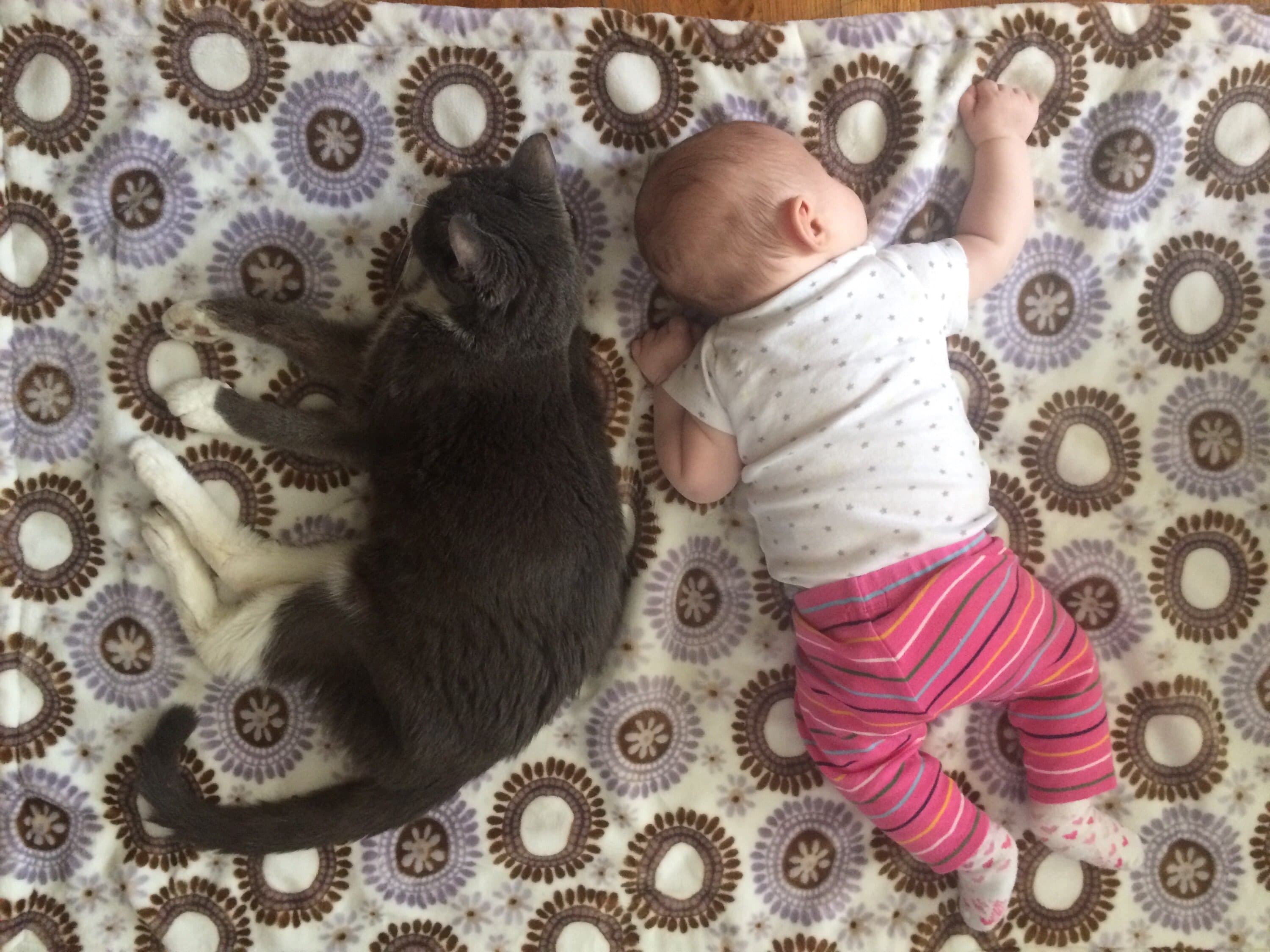 NYC Pet Tales: Living with three cats and a baby in Astoria 