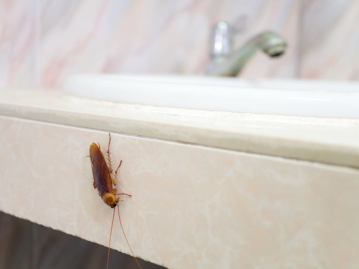 Getting rid of pests in your NYC apartment—Brick Underground's best advice
