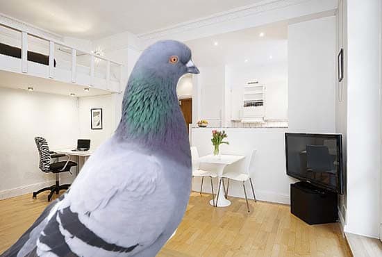Every apartment has its pigeon.  Here are a few.