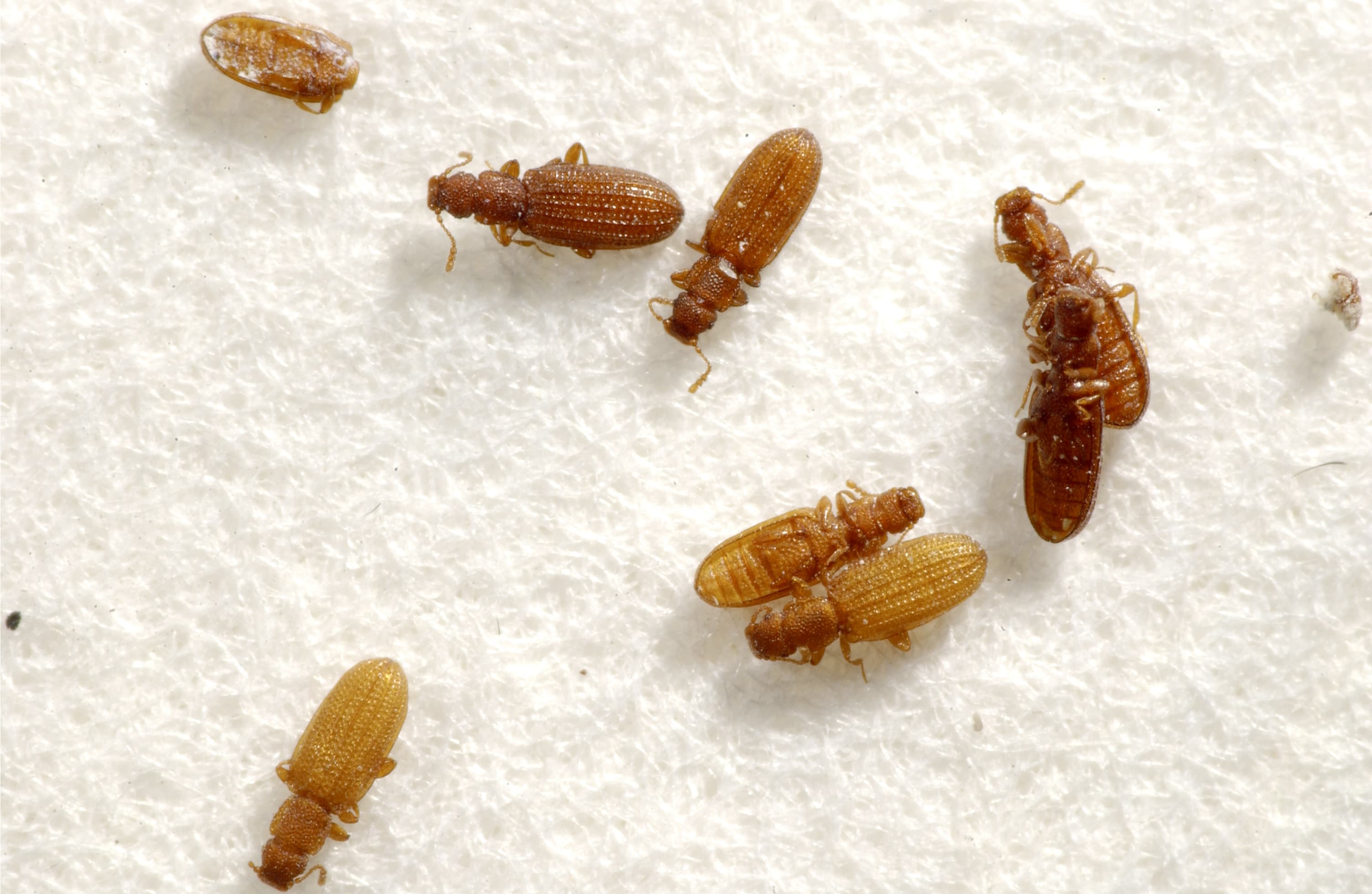 15 bugs that aren't bed bugs