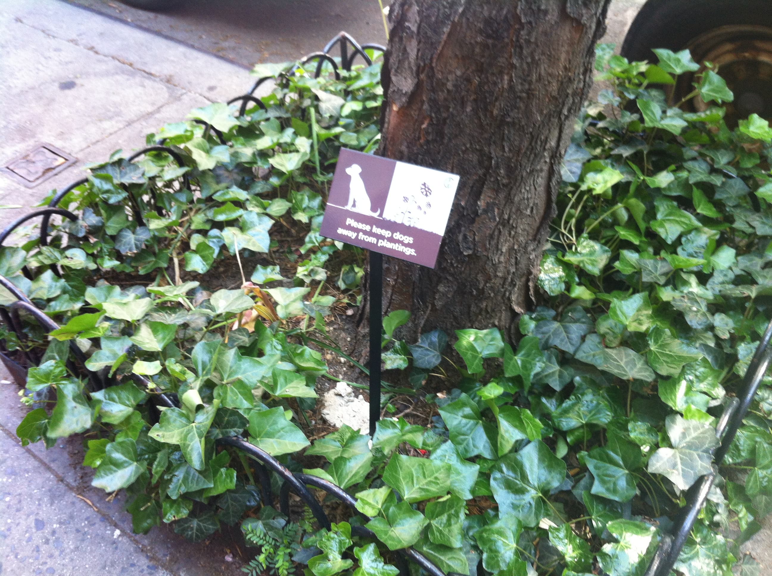 Planting primer: The 411 on tree pits