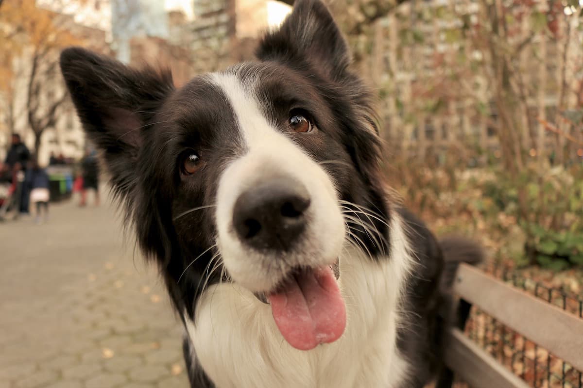 The most popular dog names by New York City zip code
