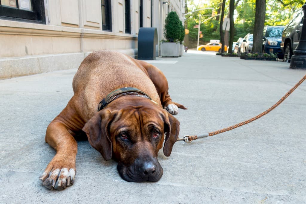 Dear Ms. Demeanor: Why are people allowed to have comfort dogs in my no-pet building? I'm afraid of large dogs. Is there anything I can do?