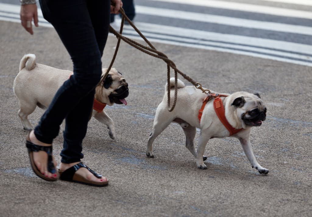 Dear Ms. Demeanor: I recently bought a second dog but my board said I didn't get approval beforehand. Now what?