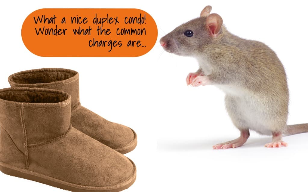 How do I get f_____g mice out of my NYC apartment? A Q&A with a pest expert